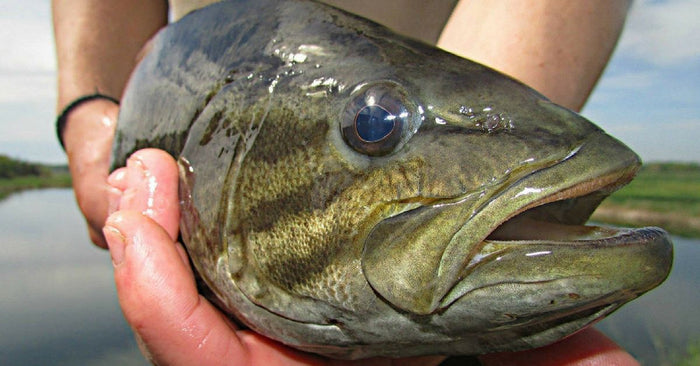 Late Winter Smallmouth Fishing: Where To Find & How To Catch Em