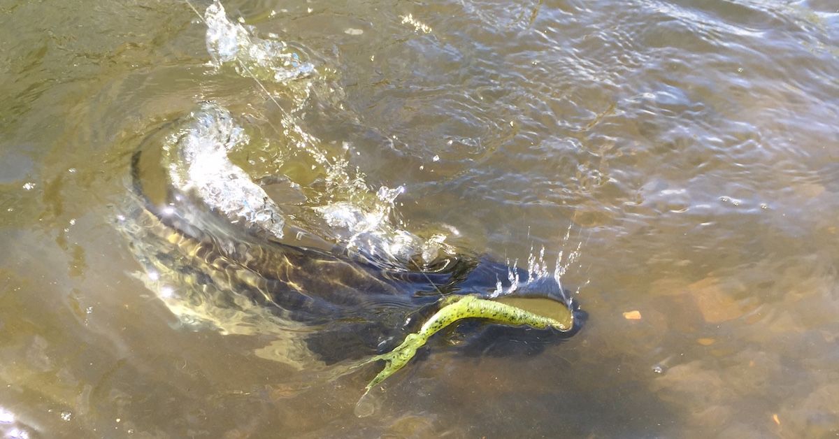 Misguided Fish 3 Tips To Prevent Losing Fish – Mystery Tackle Box