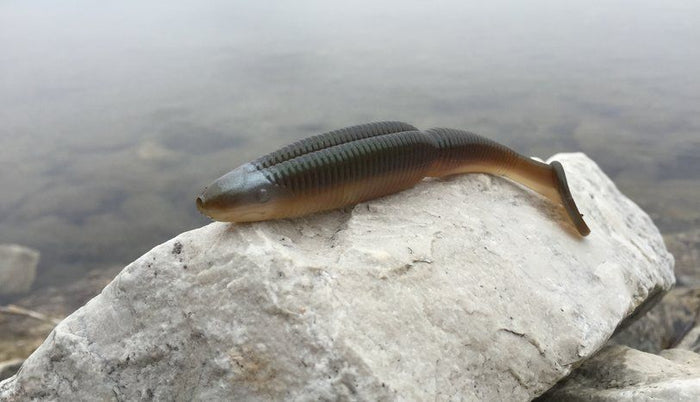 Swimbait Size: How To Choose The Best Swimbait