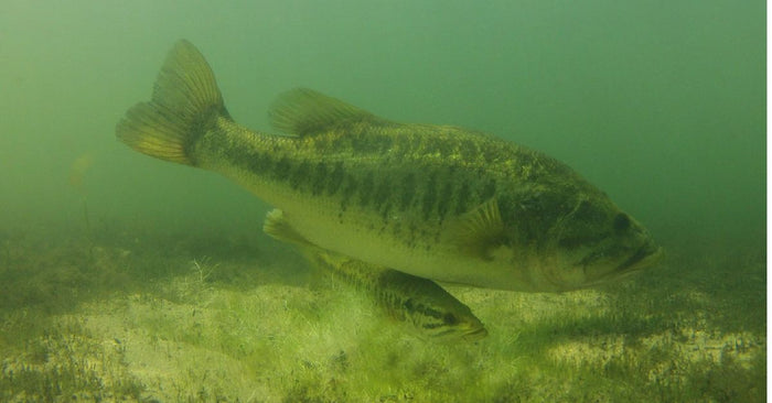 3 Places To Look For Spawning Bass