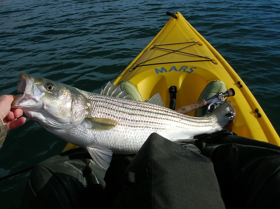 Striper