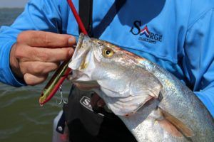 Topwater Salt Fishing