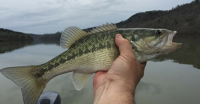 5 Vertical Jigging Tips To Get Deep Water Bites