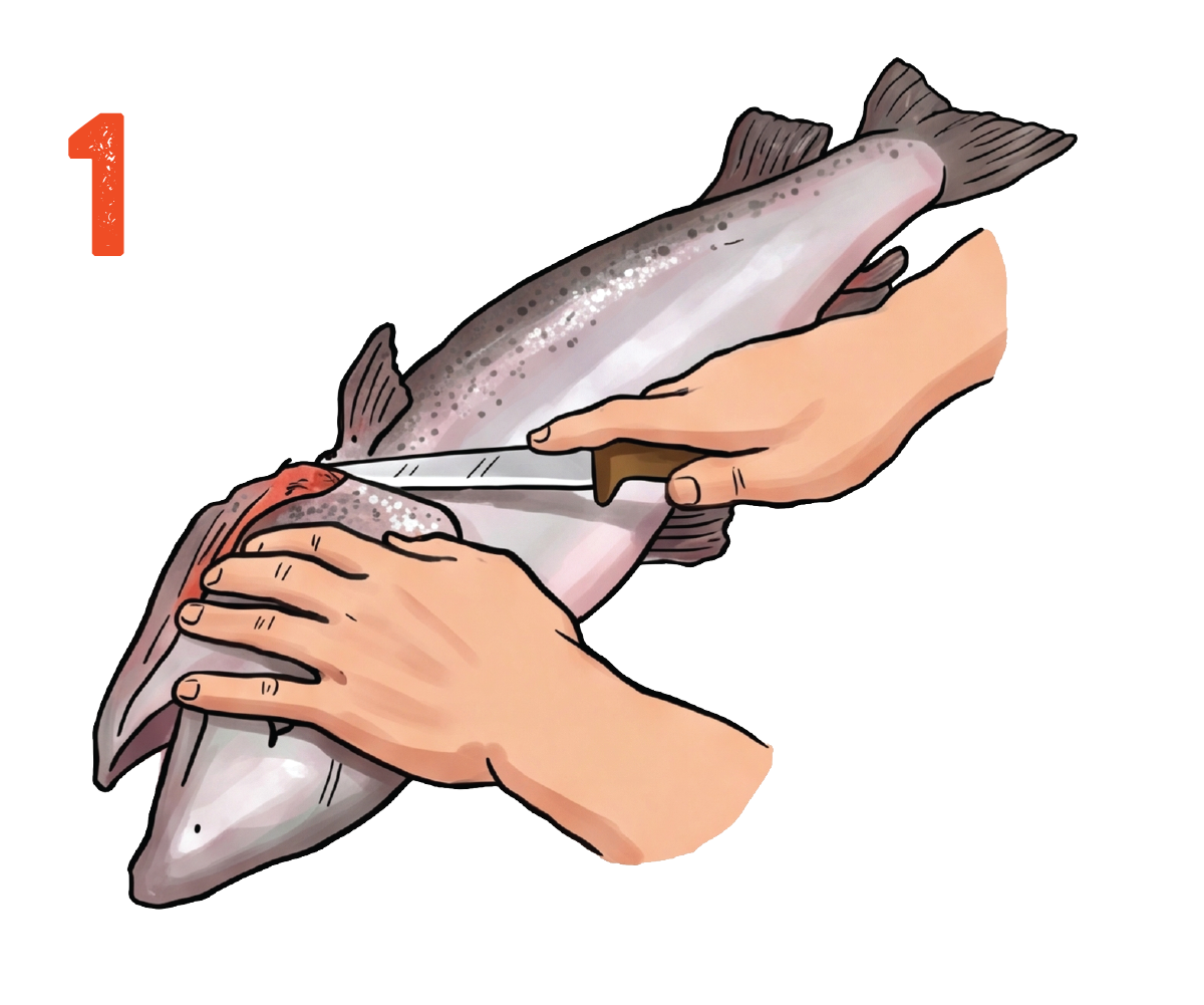 Cut behind the gills and pectoral fin down until you reach the backbone.
