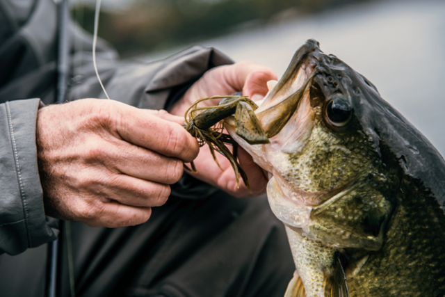 Find your next confidence bait