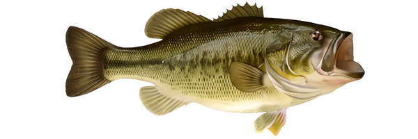 Bass