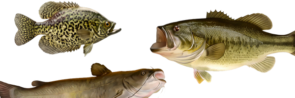Multi-Species