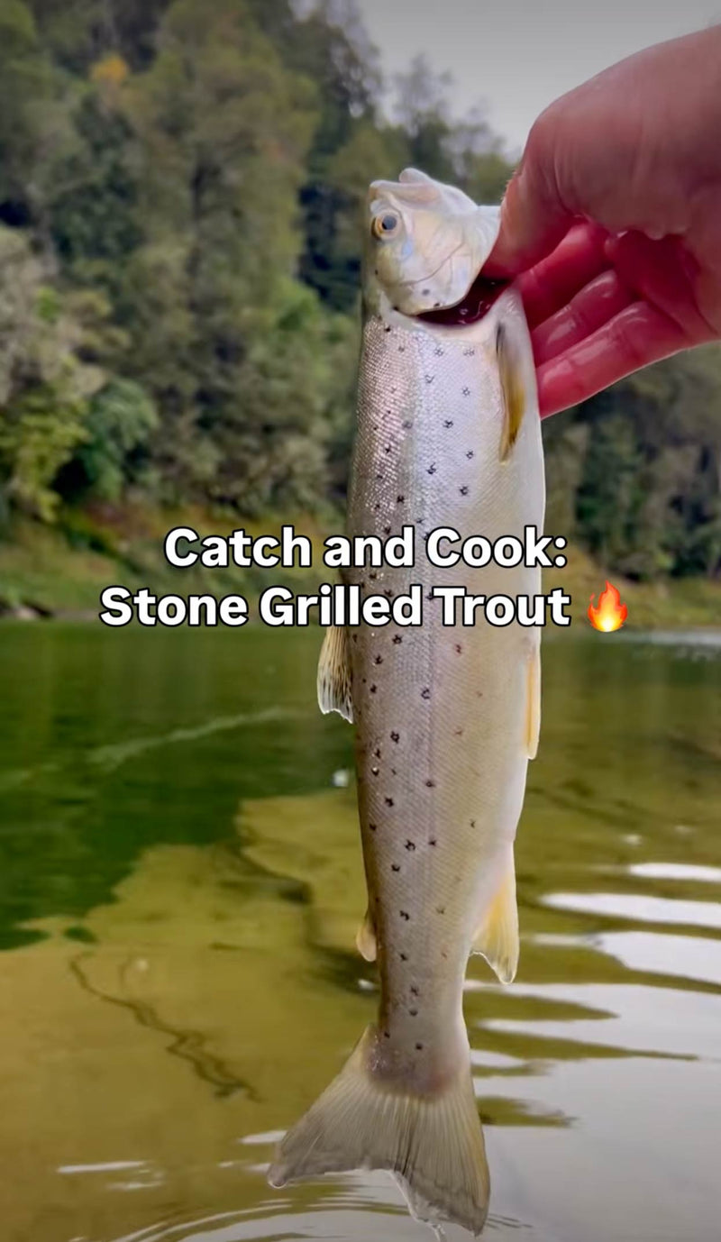 Brown Trout For Lunch