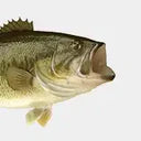 Bass