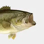Bass