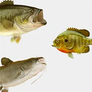 Multi-Species