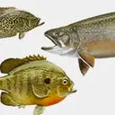 Multi-Species