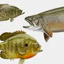Panfish & Trout
