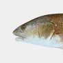 Inshore Saltwater