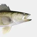 Walleye