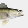 Walleye